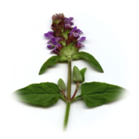 Prunella vulgaris